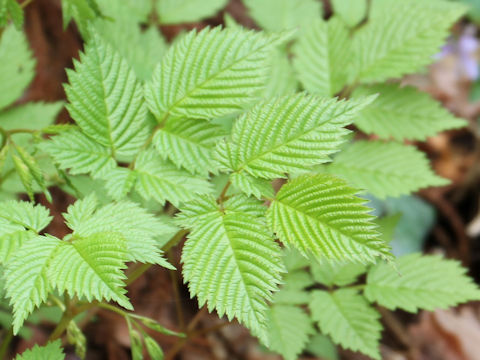 Aruncus dioicus var. tenuifolius