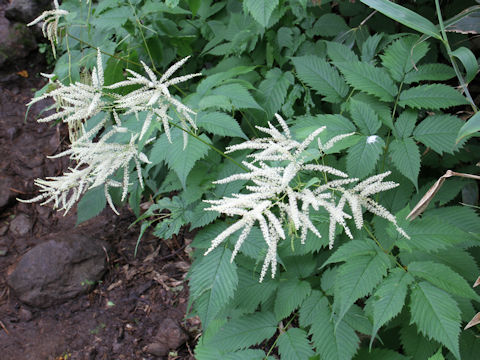 Aruncus dioicus var. tenuifolius