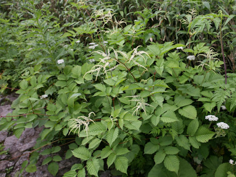 Aruncus dioicus var. tenuifolius