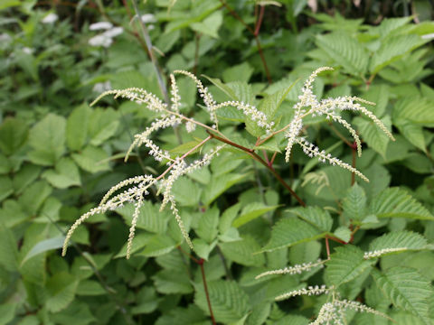 Aruncus dioicus var. tenuifolius