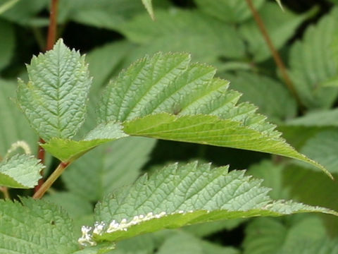 Aruncus dioicus var. tenuifolius