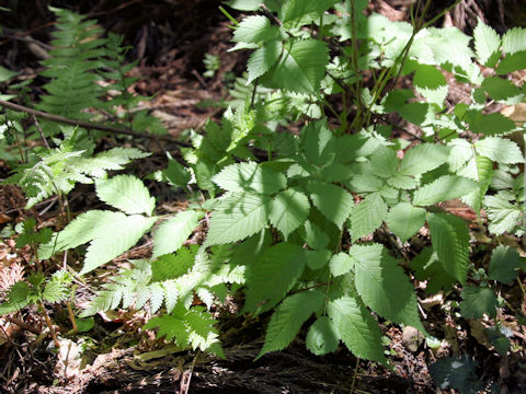 Aruncus dioicus var. tenuifolius