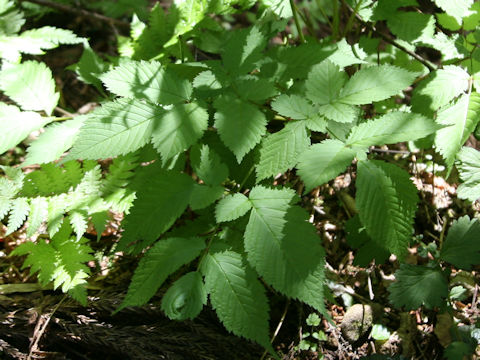 Aruncus dioicus var. tenuifolius