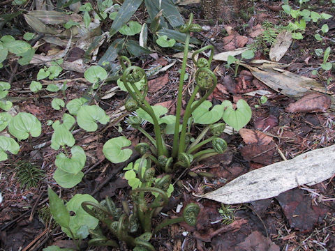 Plagiogyria matsumureana
