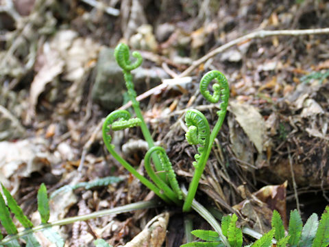 Plagiogyria matsumureana