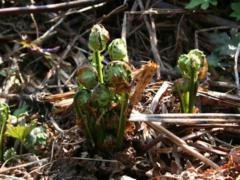 Plagiogyria matsumureana