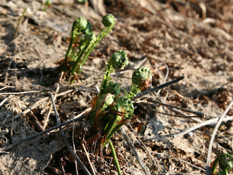 Plagiogyria matsumureana