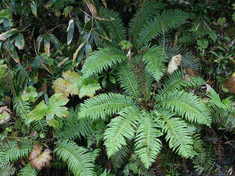 Plagiogyria matsumureana