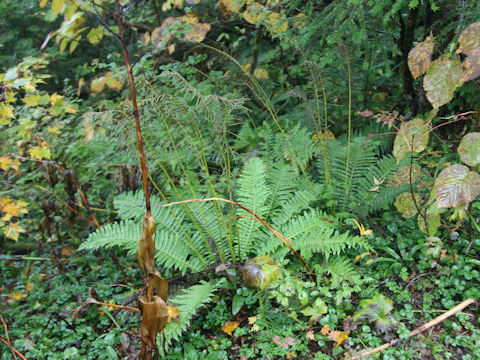 Plagiogyria matsumureana