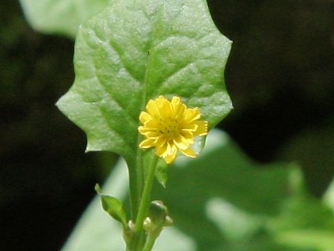 Lapsanastrum humilis