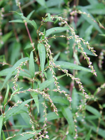 Persicaria hydropiper