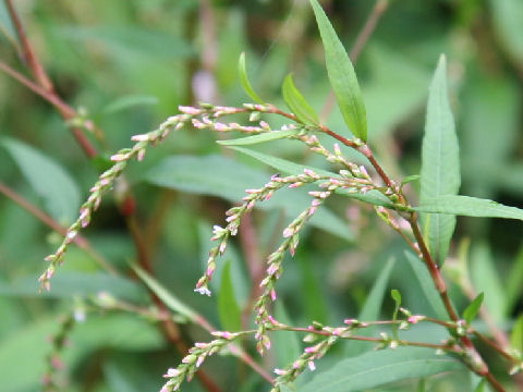 Persicaria hydropiper