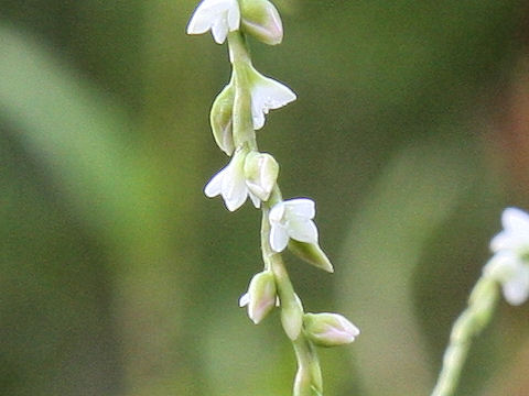 Persicaria hydropiper