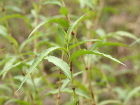 Persicaria hydropiper