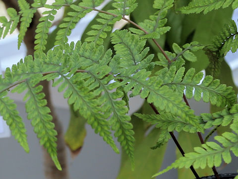 Athyrium yakusimense