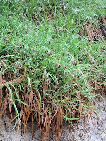 Carex angustisquama