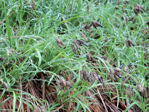 Carex angustisquama