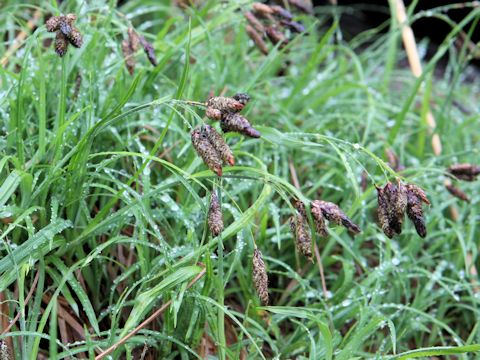 Carex angustisquama