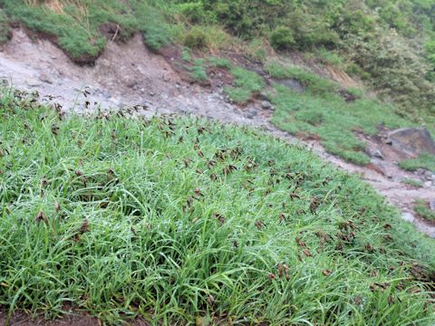 Carex angustisquama