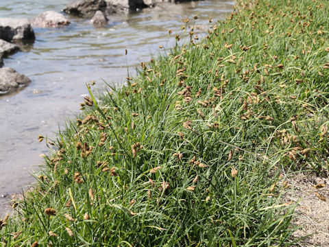 Carex angustisquama