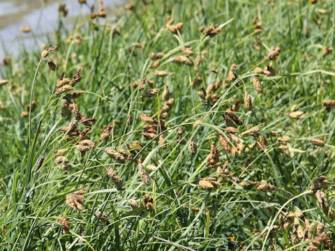 Carex angustisquama