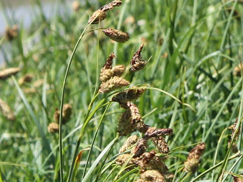 Carex angustisquama