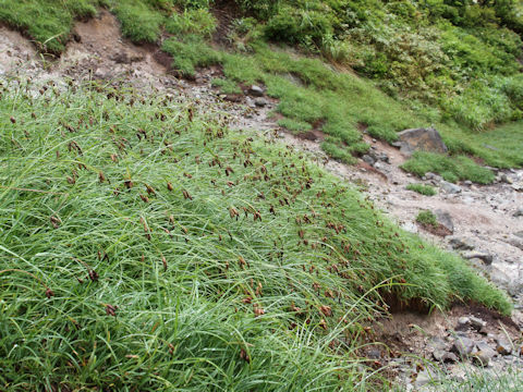 Carex angustisquama