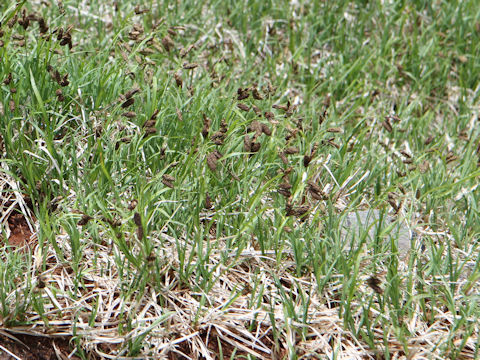 Carex angustisquama