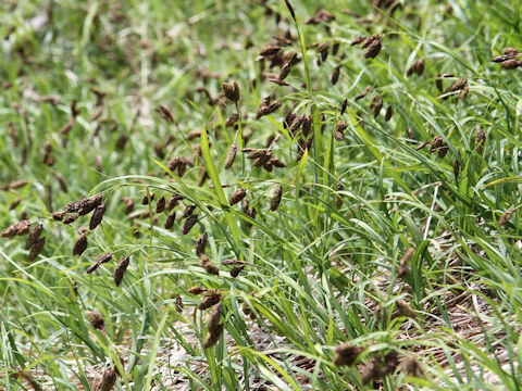 Carex angustisquama