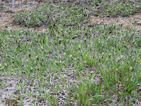 Carex angustisquama