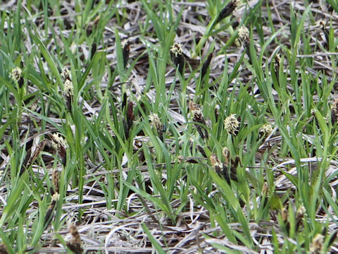 Carex angustisquama