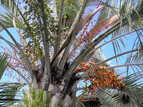 Butia yatay