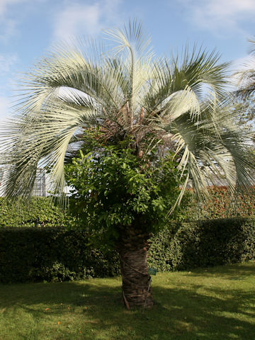 Butia yatay
