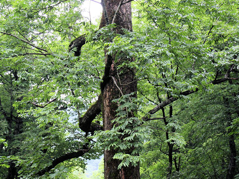 Fraxinus mandshurica var. japonica