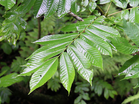 Fraxinus mandshurica var. japonica