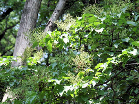 Fraxinus mandshurica var. japonica