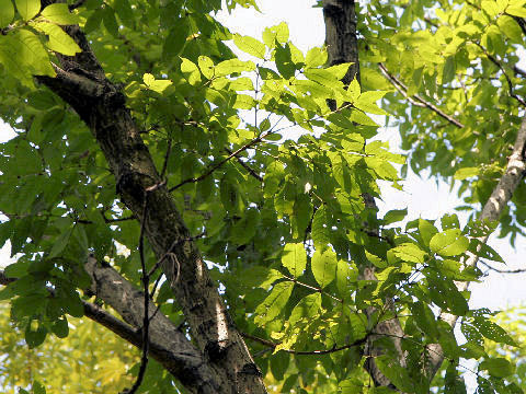 Fraxinus mandshurica var. japonica