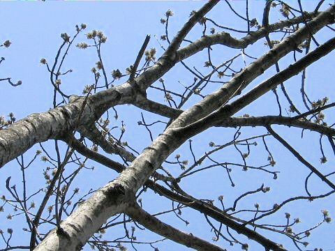 Fraxinus mandshurica var. japonica