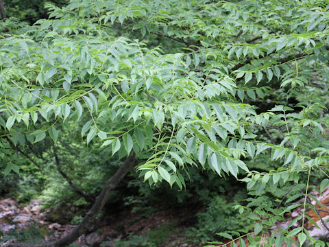 Fraxinus mandshurica var. japonica