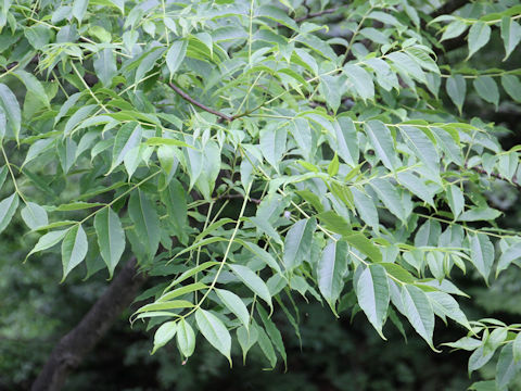 Fraxinus mandshurica var. japonica