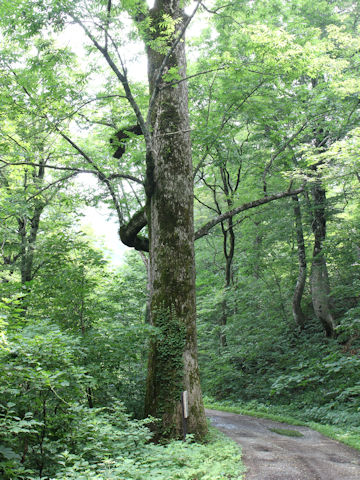 Fraxinus mandshurica var. japonica