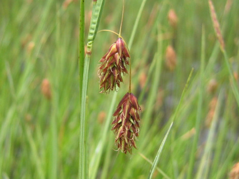 Carex limosa