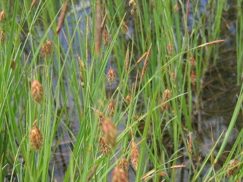 Carex limosa