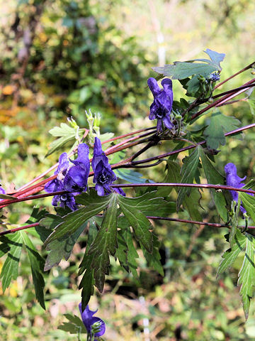 Aconitum japonicum var. montanum