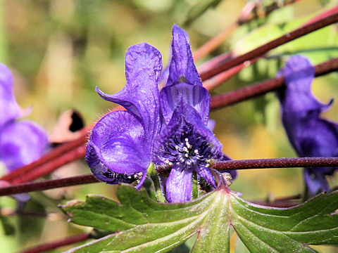 Aconitum japonicum var. montanum