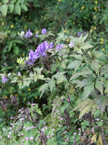 Aconitum japonicum var. montanum