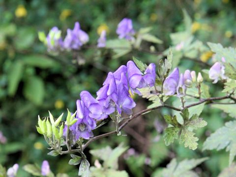 Aconitum japonicum var. montanum