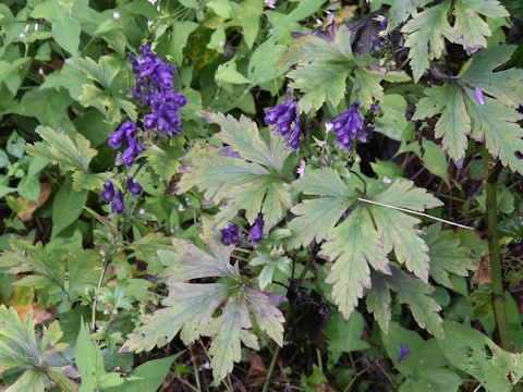 Aconitum japonicum var. montanum