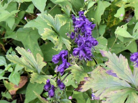 Aconitum japonicum var. montanum