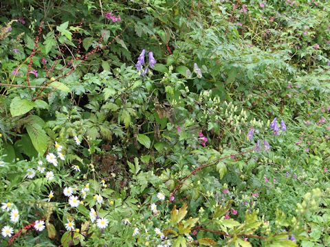 Aconitum japonicum var. montanum